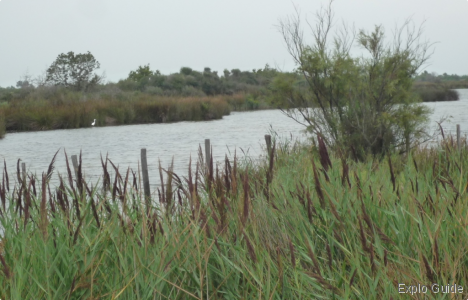 Birds observation on the way to Peccais fort, Aigues-Mortes ExploGuide - Off the Path Travel and Alternative Tourism database
