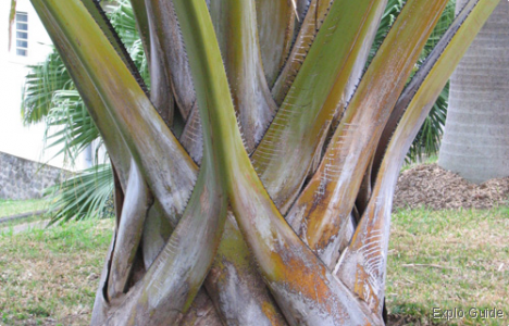 Botanic Conservatory of Mascarin , Réunion Island