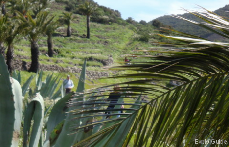 Garajonay National Park, La Gomera Island Explo-guide - Alternative travel database