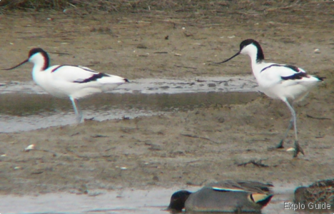 Teich bird reserve, Arcachon Explo-guide - Alternative travel database