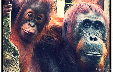 Thorn (baby orang utan) and its mother Tut ExploGuide - Off the beaten path travel and alternative tourism database, offtrack destinations