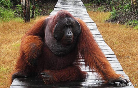 Doyok, orang utan's king at Pondok Tanggui ExploGuide - Off the beaten path travel and alternative tourism database, offtrack destinations