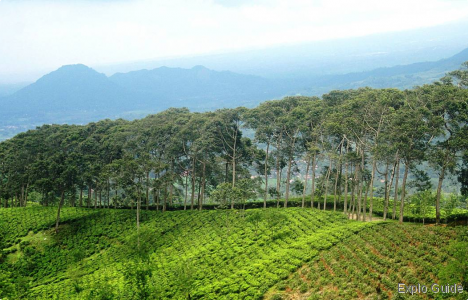 tea plantations ExploGuide - Off the beaten path travel and alternative tourism database, offtrack destinations