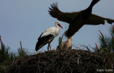 Teich bird reserve, Arcachon Explo-guide - Alternative travel database