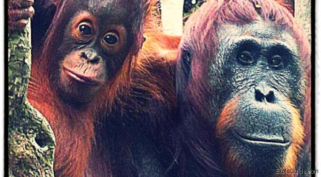Thorn (baby orang utan) and its mother Tut ExploGuide - Off the beaten path travel and alternative tourism database, offtrack destinations