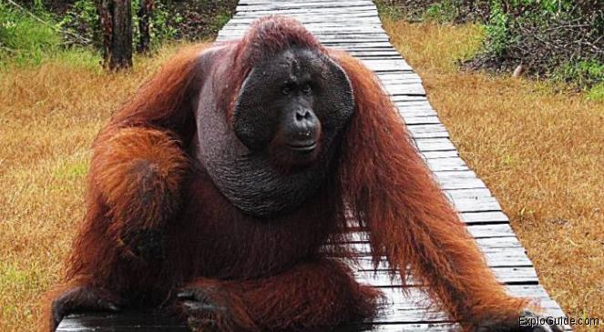 ExploGuide - Off the beaten path travel and alternative tourism database, offtrack destinations